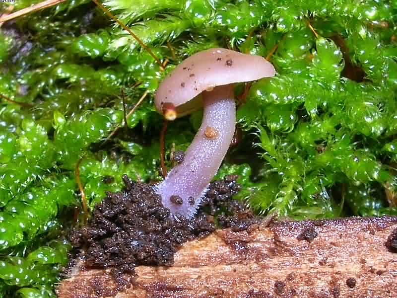 Baeospora myriadophylla    (Peck)   Singer, (1938)